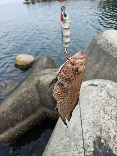 オオモンハタの釣果
