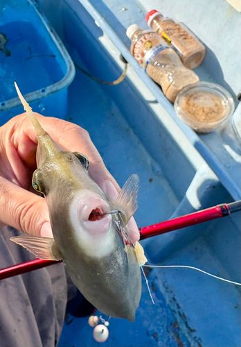 カワハギの釣果