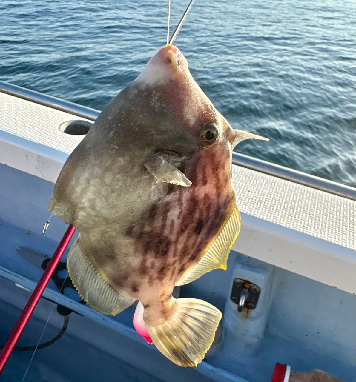 なんちゃって太公望さんの釣果 2枚目の画像