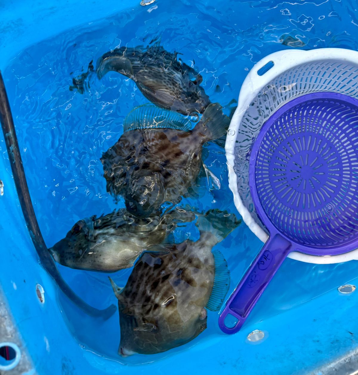 なんちゃって太公望さんの釣果 3枚目の画像