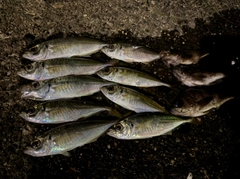 アジの釣果