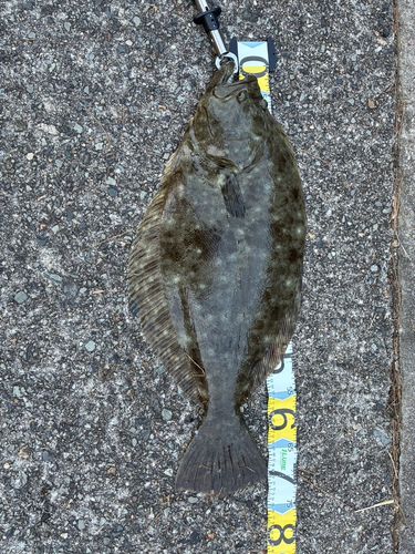 ヒラメの釣果