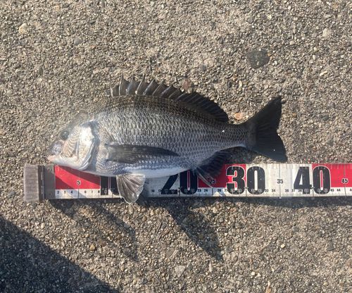 クロダイの釣果