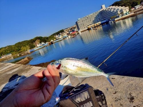 イケカツオの釣果