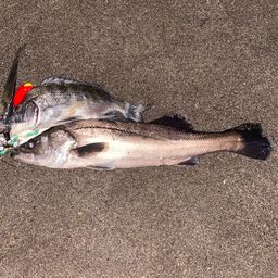 セイゴ（ヒラスズキ）