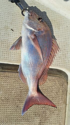 タイの釣果