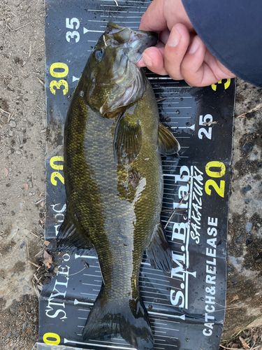 スモールマウスバスの釣果