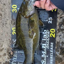 スモールマウスバス