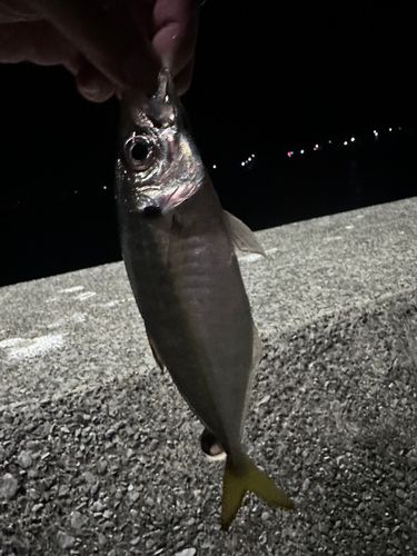 マアジの釣果