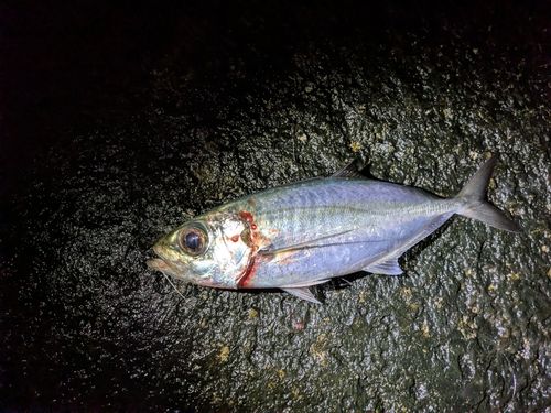 メアジの釣果