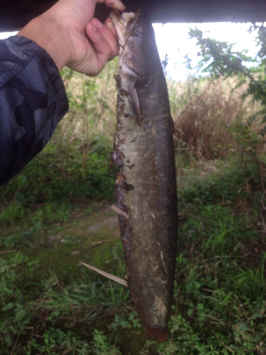 ナマズの釣果