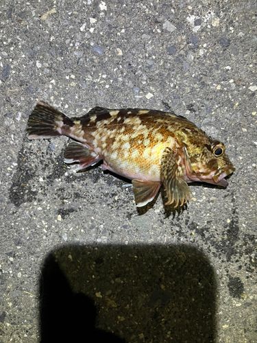 東京湾（アクアライン〜富津）