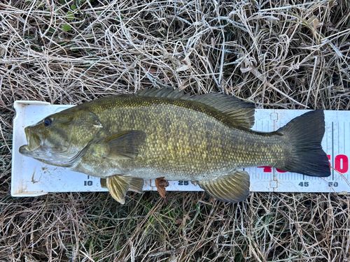 スモールマウスバスの釣果