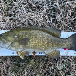 スモールマウスバス