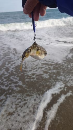 クサフグの釣果