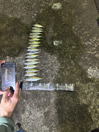 マアジの釣果