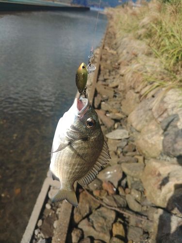 ミナミクロダイの釣果
