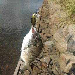 ミナミクロダイ