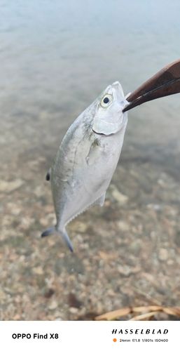 ミナミイケカツオの釣果