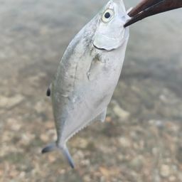 ミナミイケカツオ