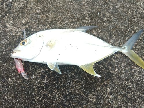 オニヒラアジの釣果