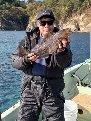 アイナメの釣果