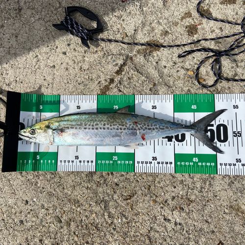 南港魚つり公園