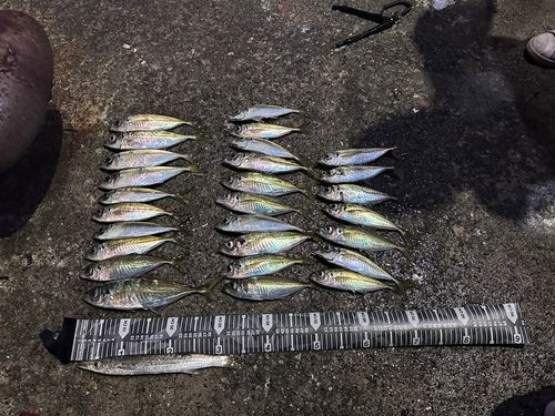 マアジの釣果