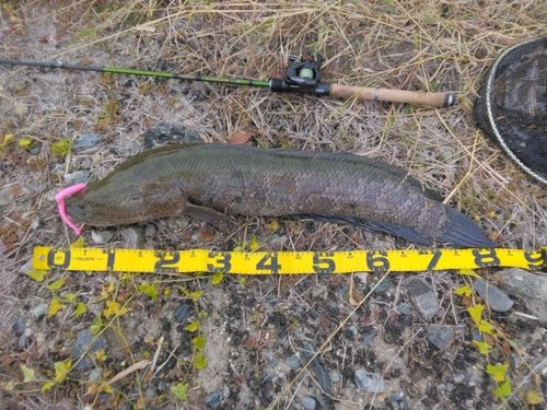 ライギョの釣果