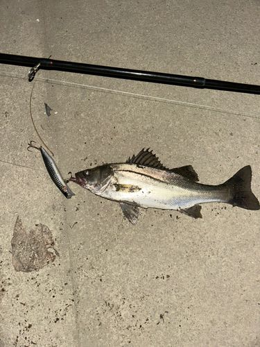 セイゴ（マルスズキ）の釣果