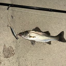 セイゴ（マルスズキ）