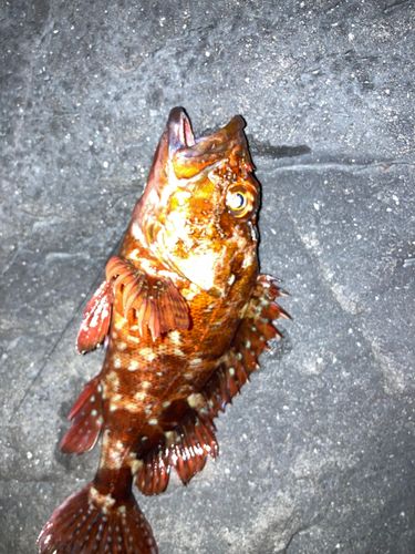 イソカサゴの釣果