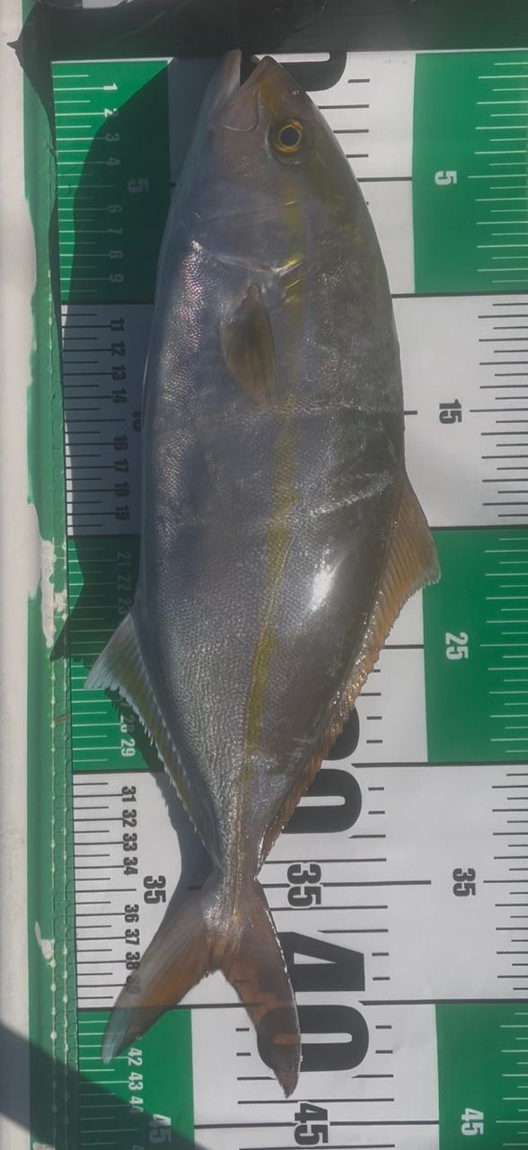 はまぶたさんの釣果 1枚目の画像