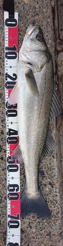 シーバスの釣果