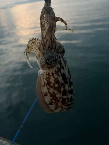 コウイカの釣果