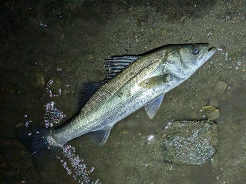 フッコ（マルスズキ）の釣果
