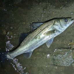 フッコ（マルスズキ）