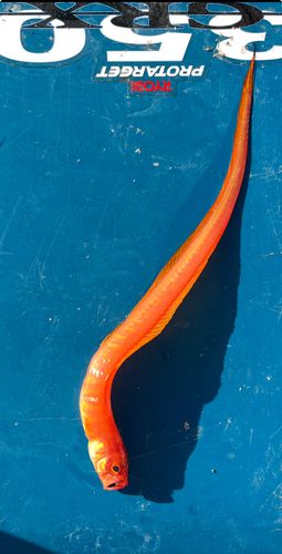 アカタチの釣果