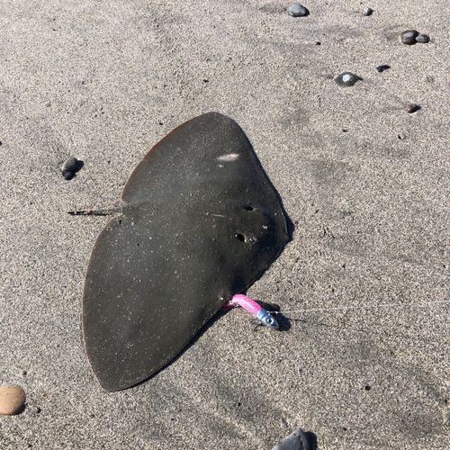 ツバクロエイの釣果