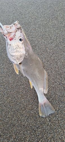 ニベの釣果