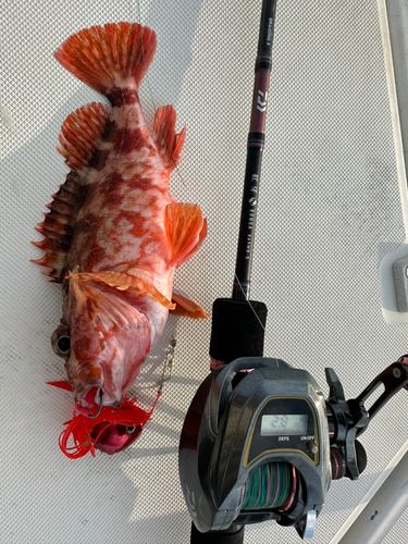 アラカブの釣果