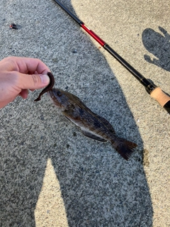 アイナメの釣果