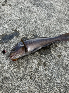 アイナメの釣果