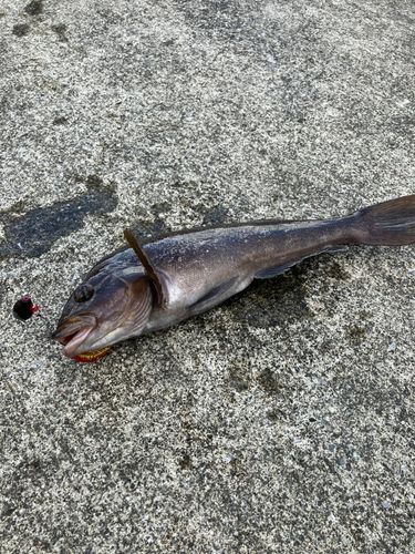アイナメの釣果