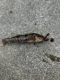 アイナメの釣果