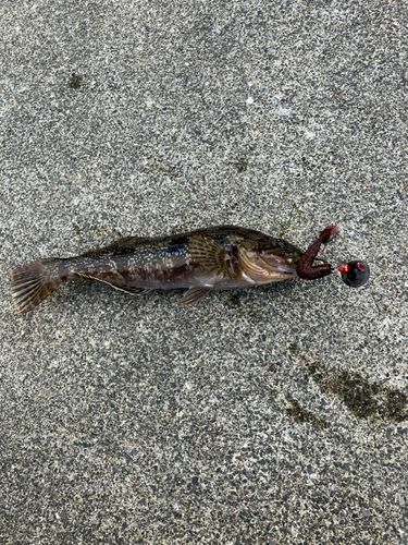 アイナメの釣果