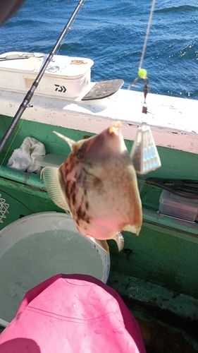 カワハギの釣果