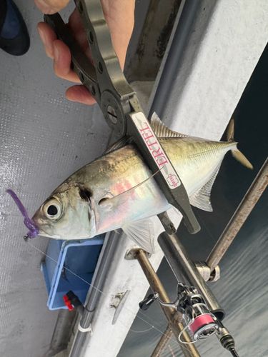 神戸空港親水護岸