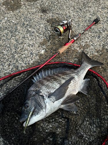 チヌの釣果