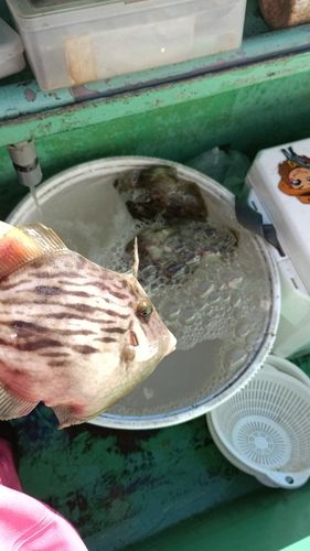 カワハギの釣果